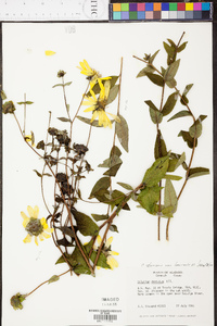 Silphium asteriscus image