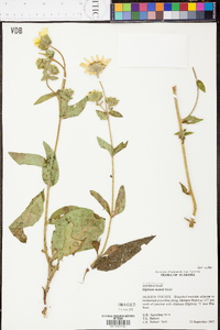 Silphium mohrii image