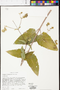 Silphium brachiatum image