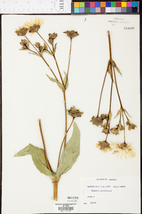 Silphium perfoliatum image