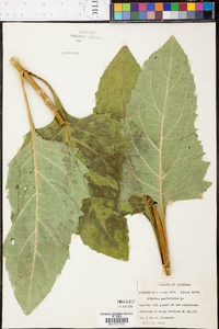 Silphium perfoliatum image