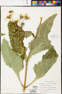 Silphium perfoliatum image