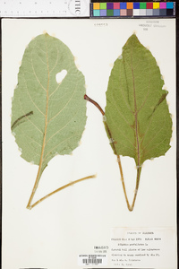 Silphium perfoliatum image