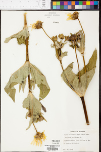 Silphium perfoliatum image