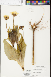 Silphium perfoliatum image