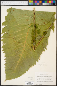 Silphium pinnatifidum image