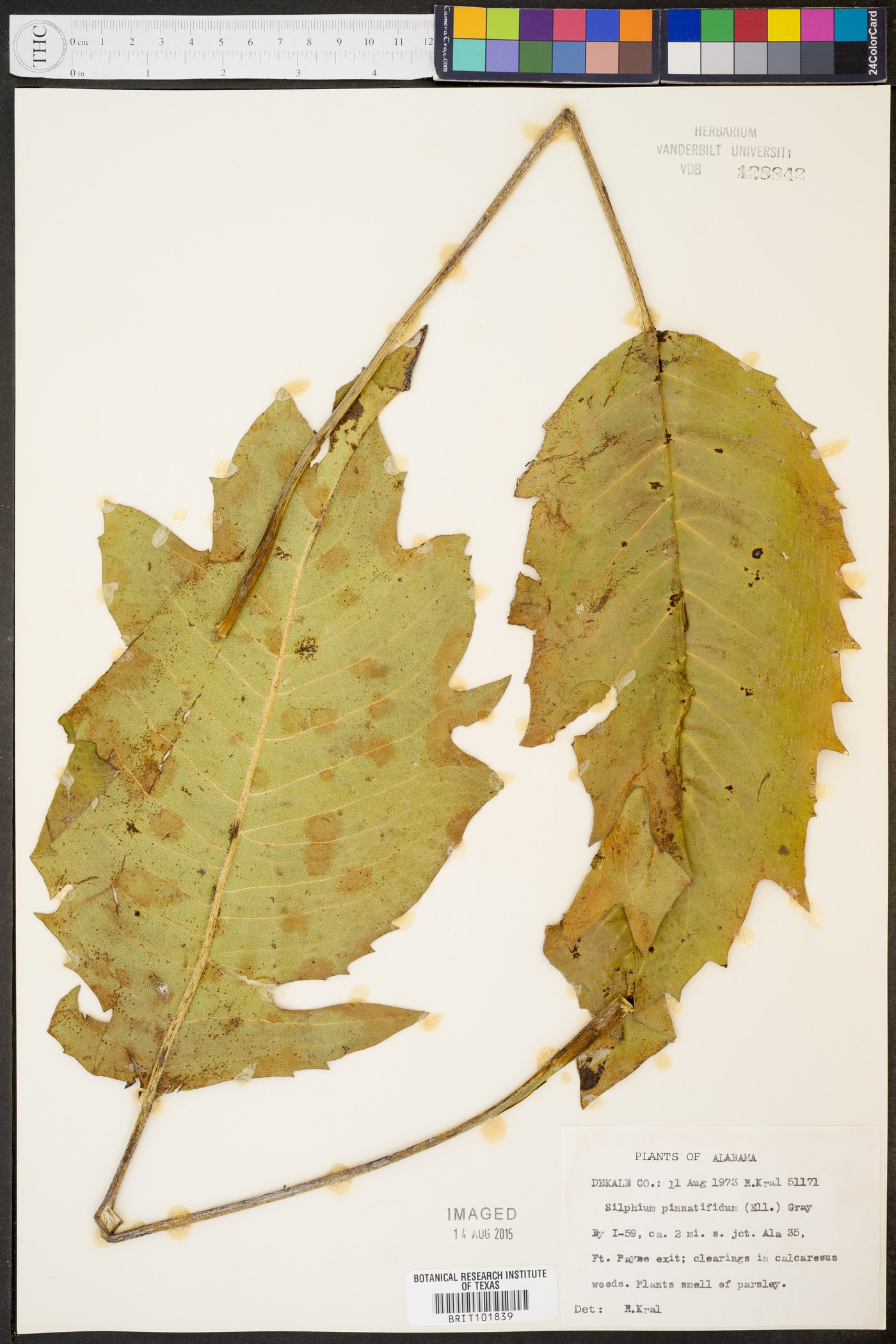 Silphium pinnatifidum image