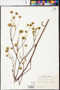 Silphium compositum image