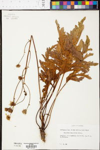 Silphium compositum image