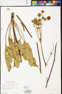 Silphium compositum image