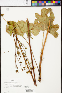 Silphium compositum image