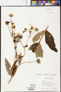 Silphium asteriscus image