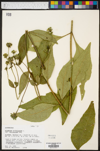 Silphium asteriscus image