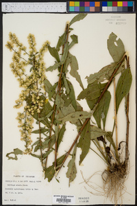 Solidago erecta image