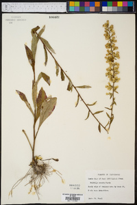 Solidago erecta image