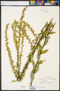 Solidago patula image