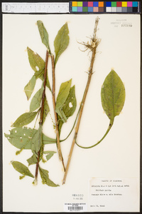 Solidago patula image