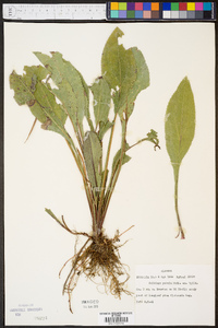 Solidago patula image