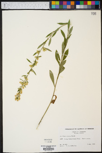 Solidago erecta image