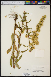 Solidago erecta image