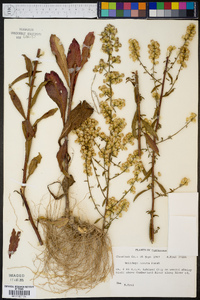 Solidago erecta image
