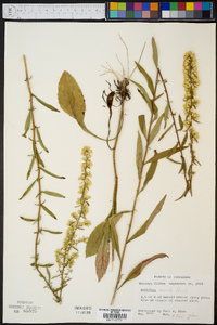 Solidago erecta image