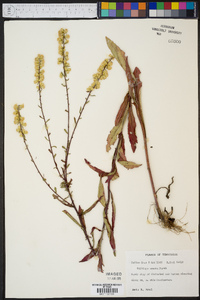 Solidago erecta image