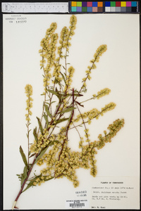 Solidago erecta image