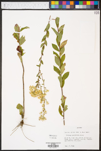 Solidago petiolaris image