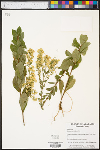 Solidago petiolaris image