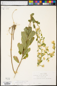 Solidago petiolaris image