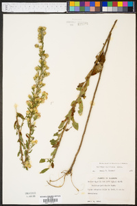 Solidago petiolaris image