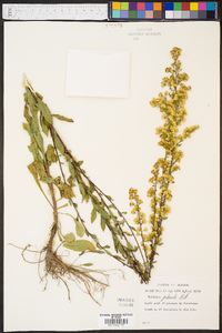 Solidago puberula image