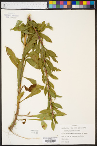 Solidago puberula image