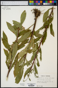 Solidago erecta image