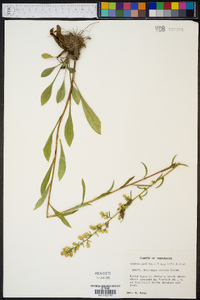 Solidago erecta image