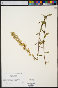 Solidago erecta image