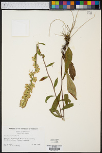 Solidago erecta image