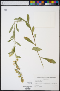 Solidago erecta image