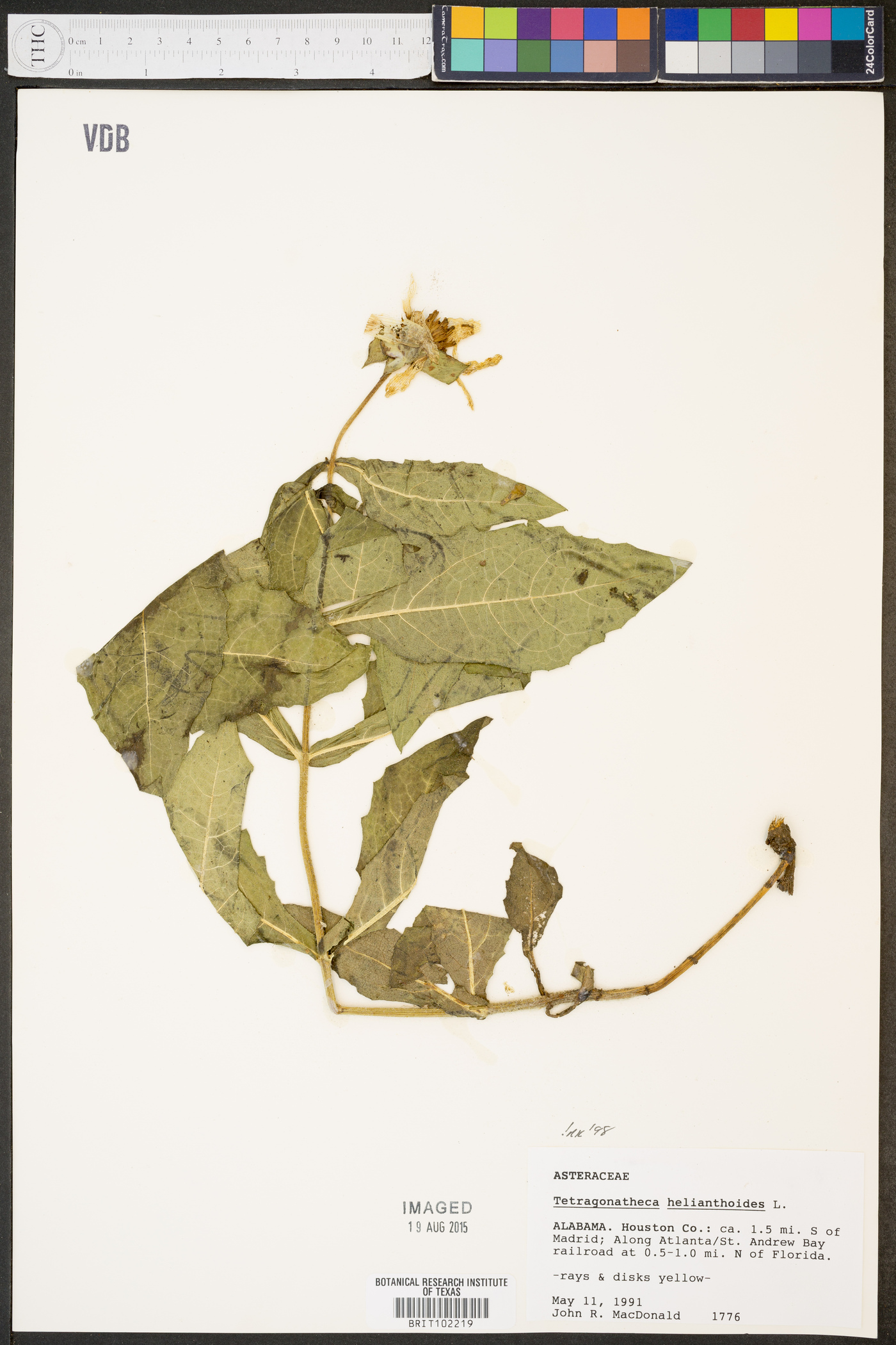 Tetragonotheca helianthoides image