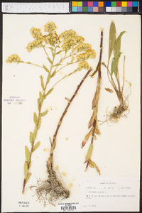 Solidago rigida image