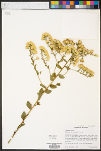 Solidago rigida image