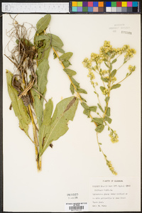 Solidago rigida image