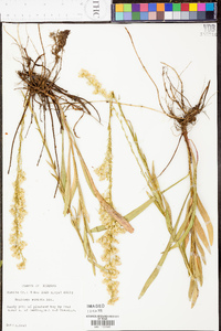 Solidago stricta image