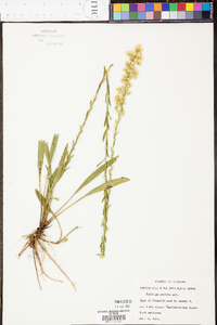 Solidago stricta image