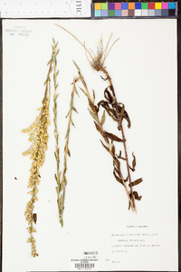 Solidago stricta image