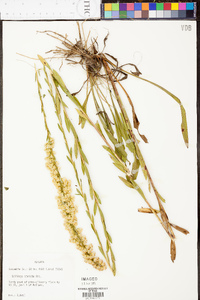 Solidago stricta image