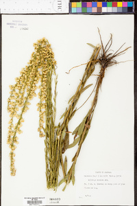 Solidago stricta image