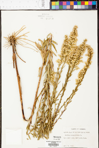 Solidago stricta image