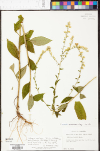 Solidago tarda image